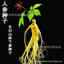 长白山人参种子一年四季种植盆栽东北西洋参种子草本植物药材种子