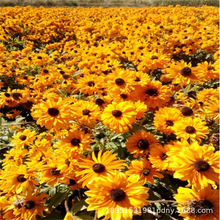 【跨境供货】四季播种波斯菊花籽易活太阳花卉种子野花组合花百日