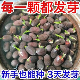 3 days budding water lily bowl lily species four seasons flowering hydroponic hydroponic green plant lotus soilless potted lotus seed manufacturers
