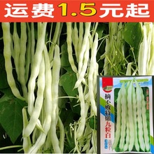 九粒白芸豆种子四季白不老来少摘不败压塌无架豆角阳台蔬菜种籽孑