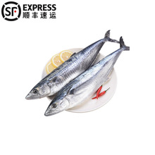 5斤順豐 大鮁魚新鮮冷凍馬鮫魚燕鮁魚鮮活速凍海鮮打撈海魚批發