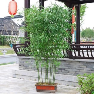 Potted Bamboo Seedlings, Courtyard Hedge Plants, Gold Inlaid Jade Bamboo Green Landscape Bamboo Seedlings, Purple Bamboo Seedlings Base Direct Sales Wholesale