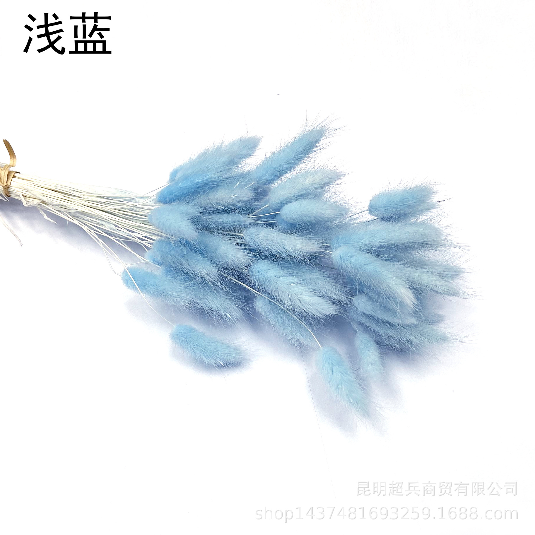 Hierba de cola de conejo flor seca hierba de cola de conejo blanco un montón de 50 piezas