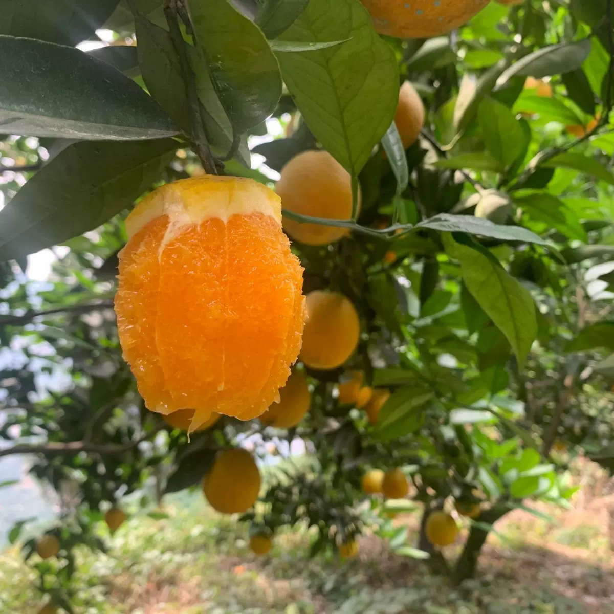 夏橙秭归新鲜水果摆摊榨汁当季时令橙子多汁薄皮手剥橙批发代发
