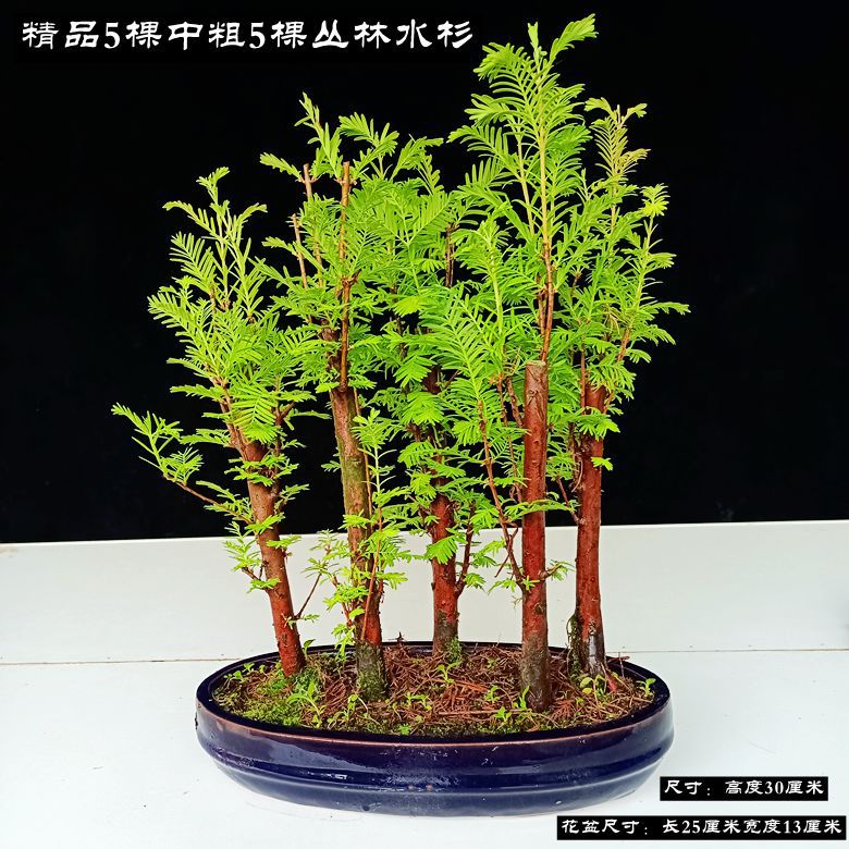 5 정글 메타세쿼이아 글립토스트로보이드