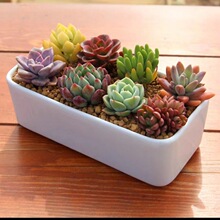 ֲԽM϶Ϙ¶ҵֲ҃ļS