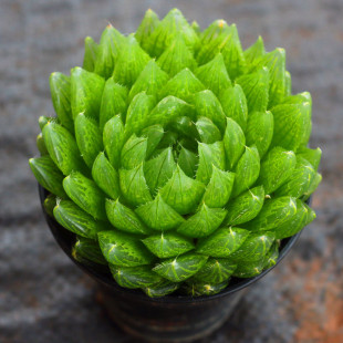 �¿�͏d���B���Ù�ˮ����¶����ֲ����y��ʮ��������Gֲ����