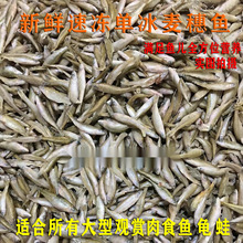 包邮新鲜冷冻麦穗鱼冻小鱼冻泥鳅段饲料鱼鱼食龙鱼虎鱼魟鱼龟