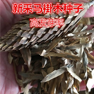 �����²��R��ľ��N���Z��鱷N�����p�h��N���е���@�־G��