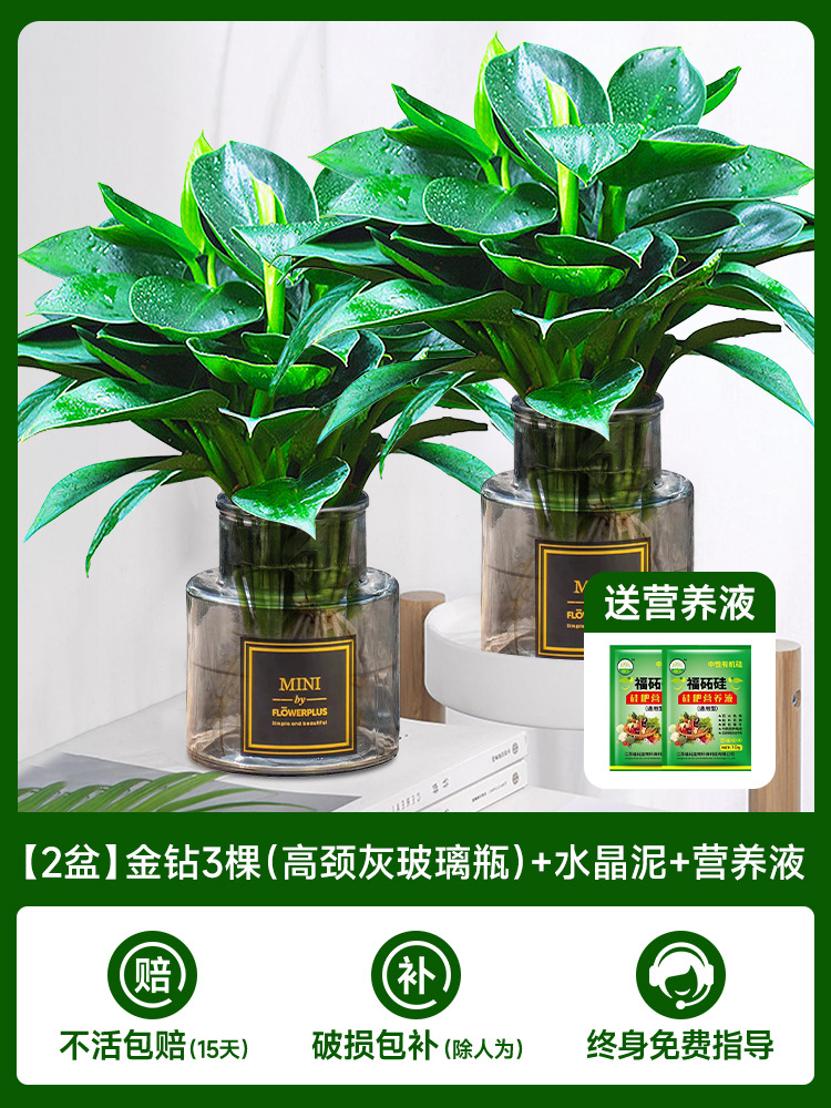 [주인 추천] [화분 2개] 골든 다이아몬드 3개(목이 높은 회색 유리병) + 크리스탈 머드 + 영양액 2개