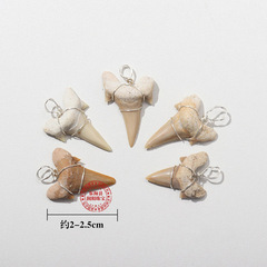 Natural Crystal Shark Tooth Fossil Sample Personalized Jewelry Pendant Manufacturer Wholesale Direct Sale Teaching Specimen Mineral