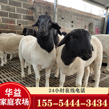 自養自銷黑頭杜泊綿羊種羊 改良雜交杜波羊 小尾寒羊活羊80斤以上