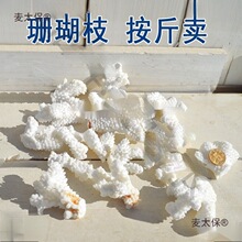 天然珊瑚石海螺贝壳真珊瑚碎枝鱼缸底部装饰铺底地台装饰麦太保
