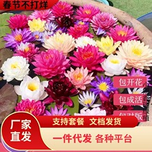 һ�����l�ͺ�˯ɏ���Kˮ��ֲ���ļ�ˮ����ˮ�Bɏ�����Ի��ܺɻ���