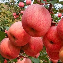 蘋果水果批發脆甜山東煙台紅富士10斤裝當季新鮮3斤/5斤整箱包郵