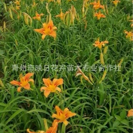 宿根花卉;盆栽;一二年生花卉