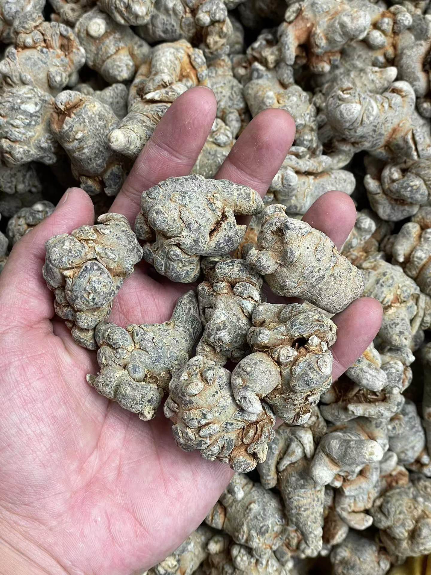 Dried Notoginseng Root Heads from Yunnan Wenshan Sanqi Tianqi Herbal Decoction Pieces 250g quality and texture
