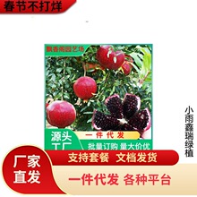 黑籽甜宝石榴苗 黑籽甜石榴树苗 大果软籽甜石榴 基地直销果树苗