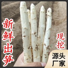 新鲜白芦笋蔬菜现挖现发山东产时令蔬菜农家自产嫩笋春笋斤装