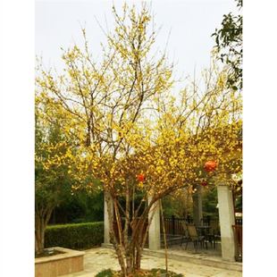 �ͺ��D÷�����������D÷�������~÷ͥԺ��������ԭ���Ϙ��辰����