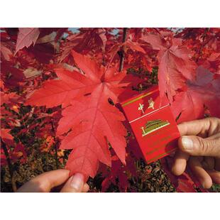 ���羳��؛����Ǘ��N�����Ǘ��N�������N�������t����N���uצ��