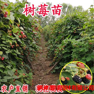 �p����ݮ�����Ә����ݮ���S�ڼt��ݮ���ϱ������Ե��Թ�����