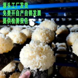 银耳;蘑菇;香菇