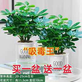 八方来财盆栽鸭脚木花卉室内绿植镇宅旺财植物七叶莲水培养吸甲醛
