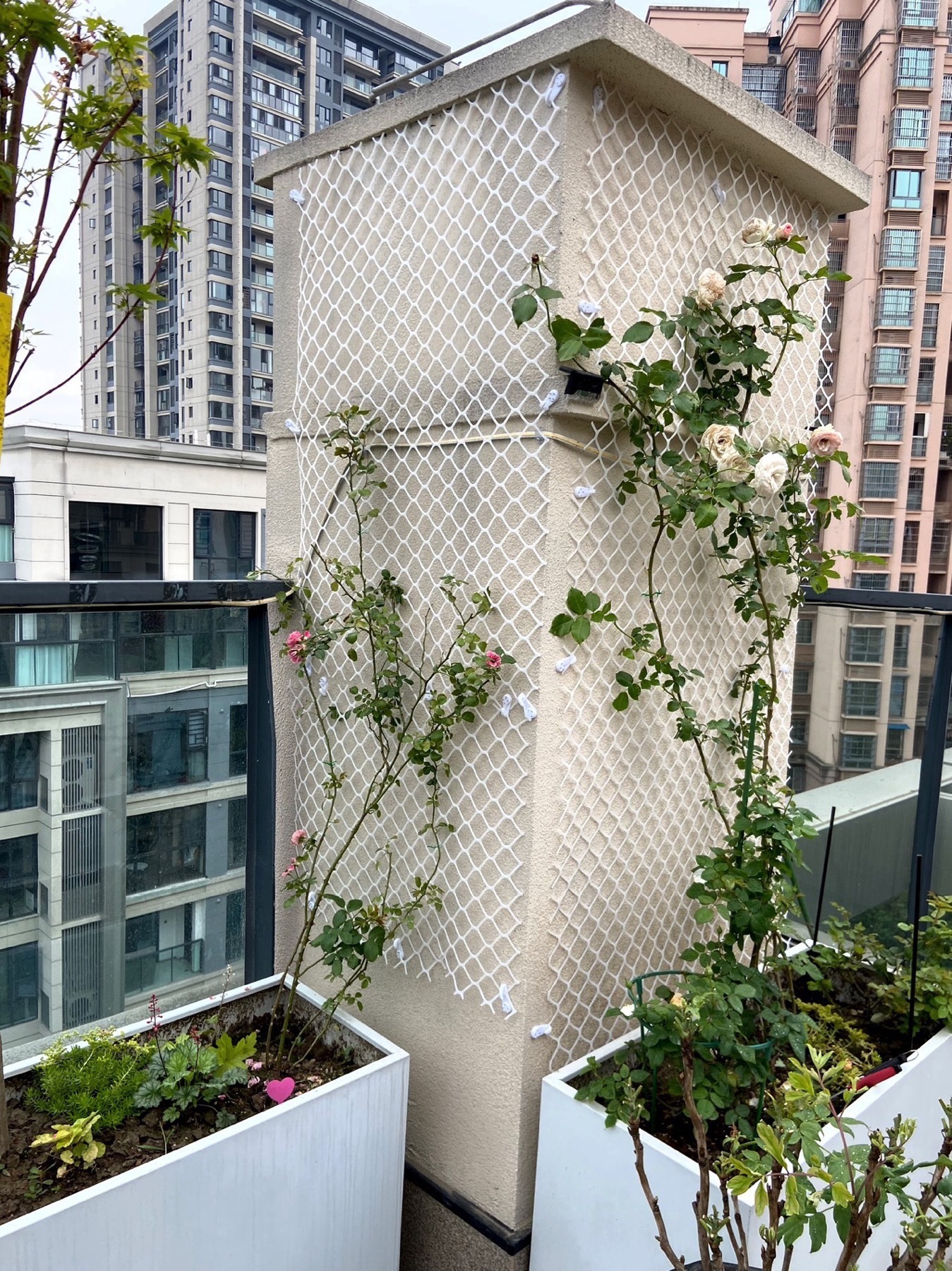 Planta enredadera verde eneldo red de pared superior plástico hombre enredadera red enredadera enredadera flor rosa decoración jardinería pared tortuga