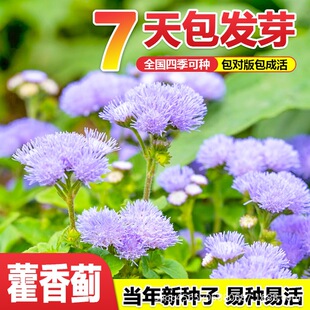 ޽���E���Ѱ׻������ļ����NͥԺ���^�@�ֵر�ֲ������һ֦��N��