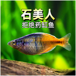 ʯ�����~�Ꭷ�t�O���tβ�S�����������{늹�ʺ焂�������~���w�~