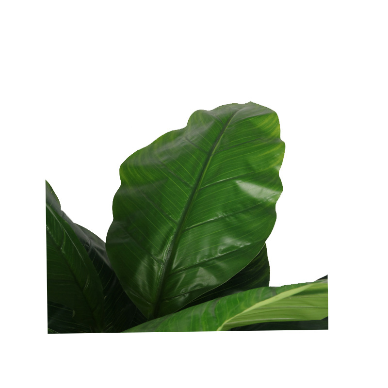 XRS-101 五叉树头美人蕉 (1).jpg