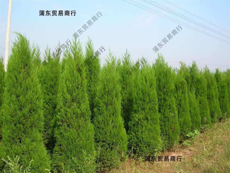大型松树真树塔松墓地松苗扫墓松柏塔柏桧柏树蜀桧宝塔松柏树苗桩-阿里巴巴
