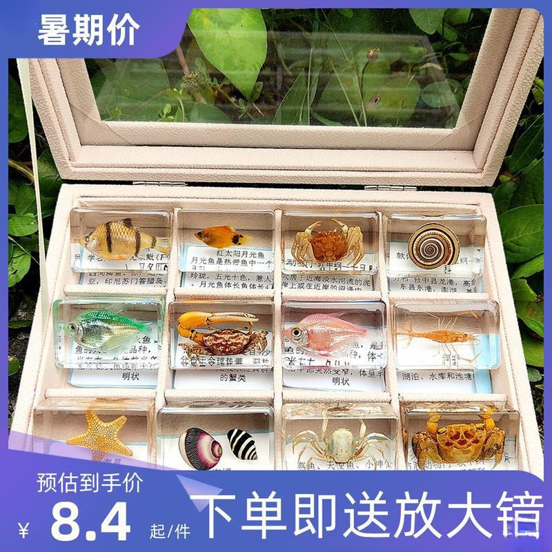 真实洋生物标本章鱼星乌龟河虾乌贼小龙虾寄居蟹螃蟹神仙鱼等其他