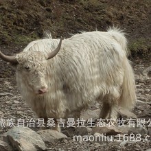 �ך�ţ ��ף�ך�ţ �ך�ţ�r�� �ך�ţ�Bֳ���� ���ţ�����Xһ�^