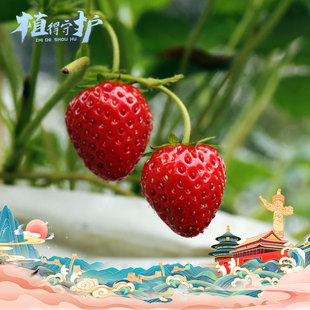 �S��ֱ��ֲ��ä�зN�� С�W���ЌW�Nֲkit ��ͥ�@ˇ�ʰ��������l