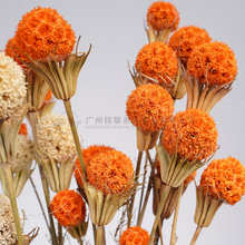 【干花路路通】天然枫果家居装饰彩色干果拍摄道具干花花材批发