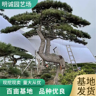 �F�ڬF�u�����ɘ�4-6�״��;��^�� ��˾�S�^ͥԺ�����辰ӭ����