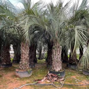 Fujian Palm Tree Zhejiang Double Pole Budi Coconut Wholesale Jiangxi Budi Coconut Price