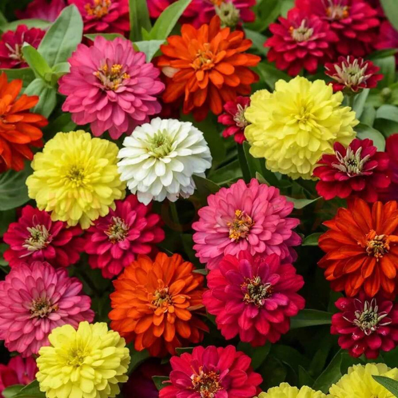 E 59851 Four Season Flower Seeds Cross-Border Aliexpress