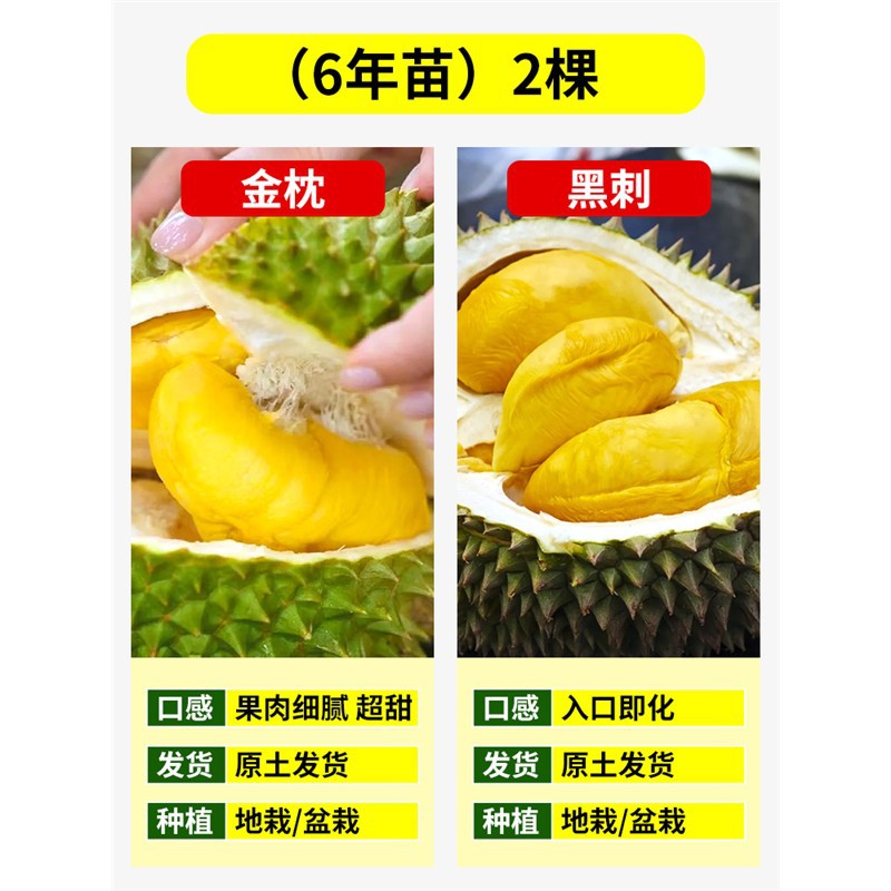 [핫셀링 아이템] 황금베개 두리안 6년근 모종 + 흑가시 6년근 모종 (총 2그루) + 81cm(포함)~110cm(포함)