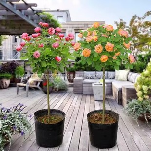 �ߙn�䘶�¼��� ���ļ��_���޽Ӵ��� �����ǘ��õ�廨�玧����