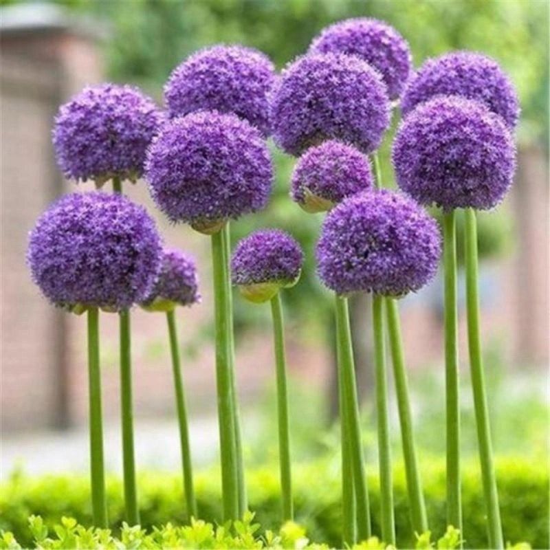 Semillas de flores, semillas de flores.