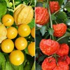 [E -commerce purchase] Easy explosive pot seeds flowers constantly flowers seeds, indoor and outdoor seasons, ease of living potted flowers