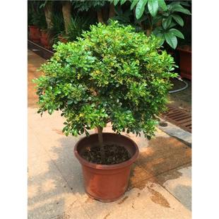 Milan Flower Potted Florals and Green Plants Bloom All Year Round, Strong Fragrance, Anti-Mosquito Balcony Florals and Scented Plants