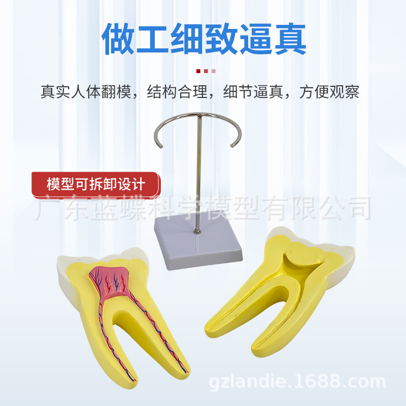 12���Ŵ���������ģ��������ʿɲ��ģ������������������ĥ��