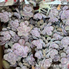 [Direct supply of the base] Zile multi -fleshy plant has no beheading head, long -headed multi -succulent seedling greenhouse wholesale