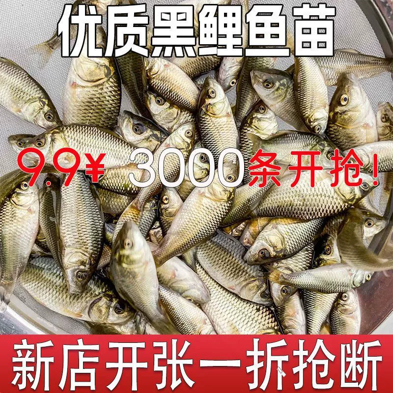 Живой щупальцевый карп, лотосовый карп, рисовый карп, съедобный черный карп, речная рыба, травяной карп, карась, живая упаковка.