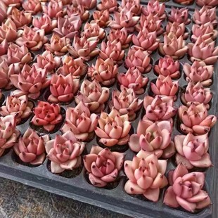 Ebony Series Blood Luo White Wax Red Wax Gold Wax Winter Cloud Robin Real Shot Succulent Plant Base Direct Sales Large Quantity