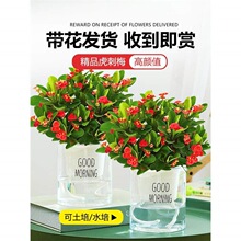 �F�������Ի����҃��辰�Gֲ�ļ��_������÷�k���̨�����_��ֲ��